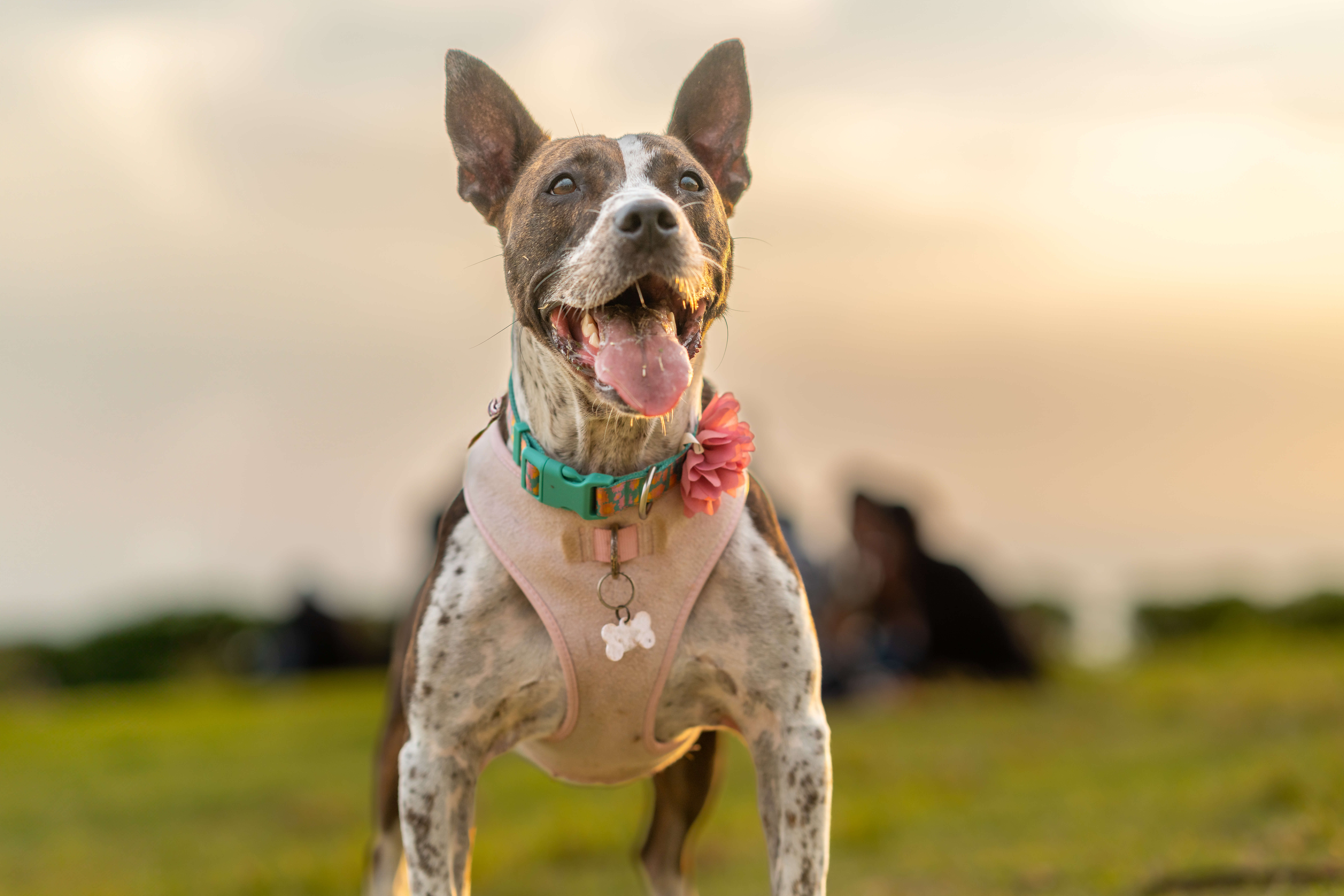 dog-excited-about-his-walk-in-the-park-2025-03-06-02-20-45-utc 2