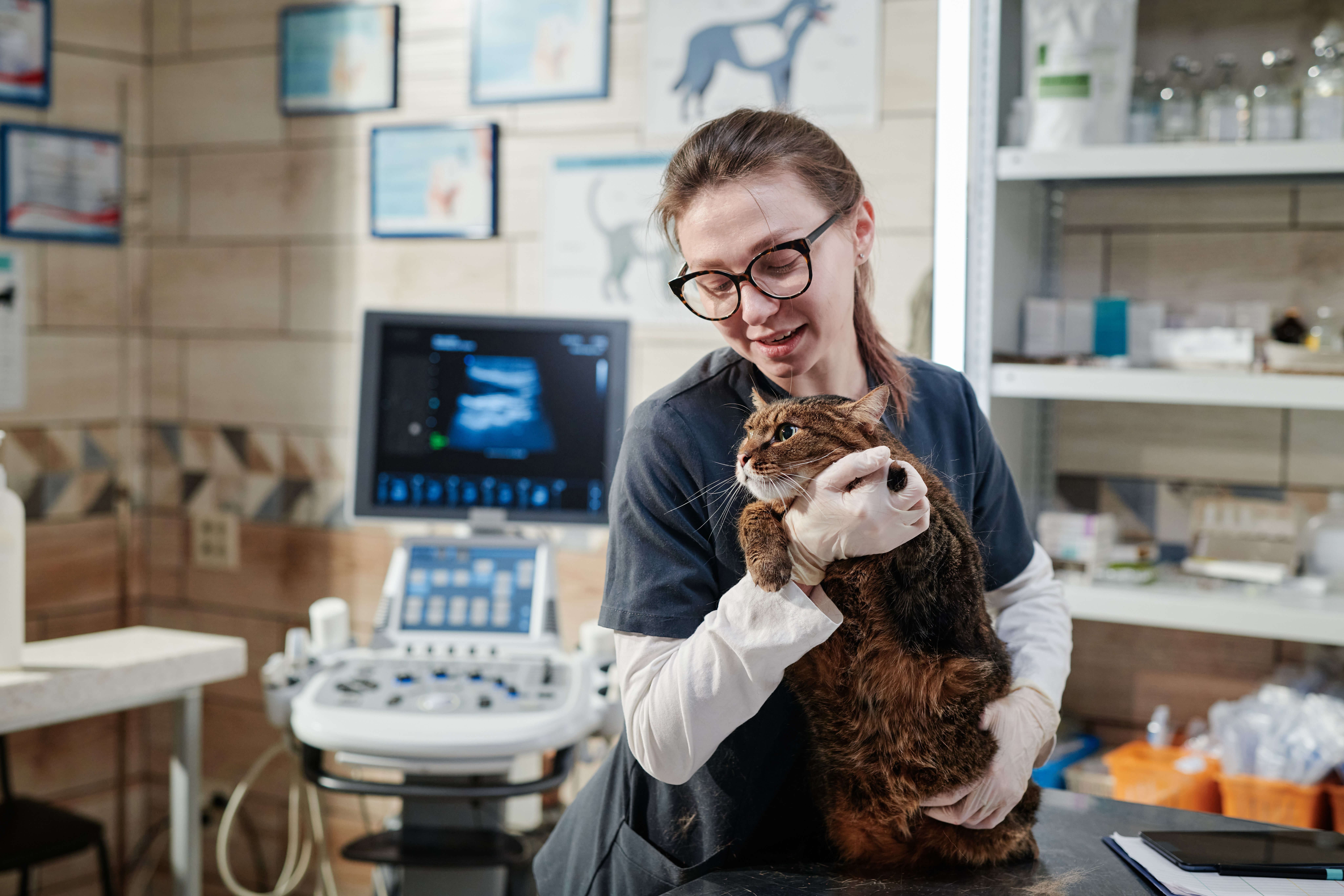 vet-doctor-caring-about-the-pet-2025-02-11-15-43-14-utc 2